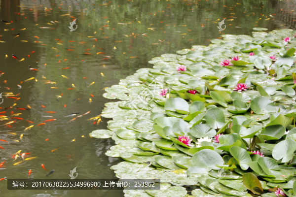 蓮花池