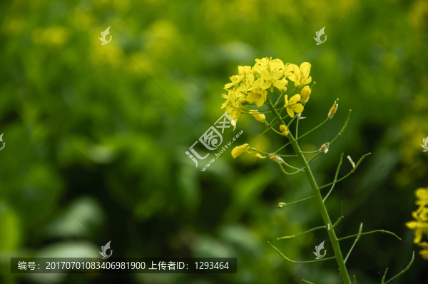 油菜花