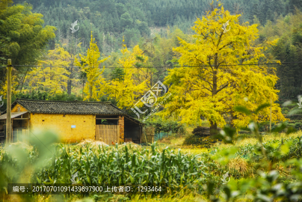 銀杏樹(shù)