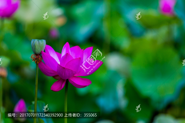 荷花