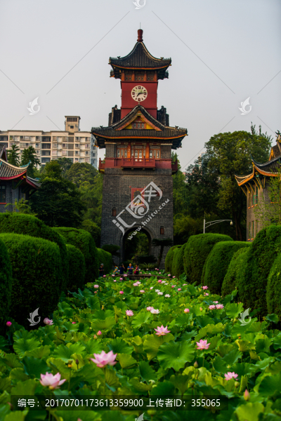 荷花