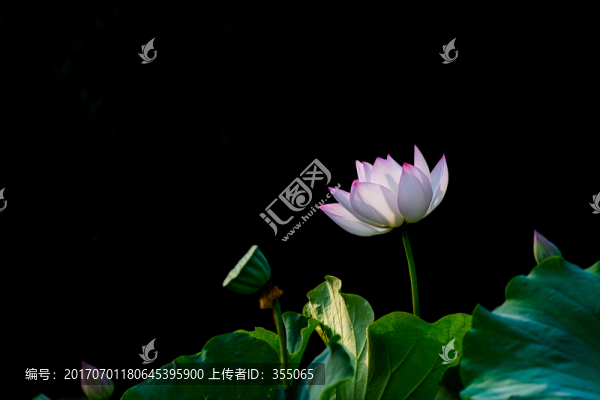 荷花