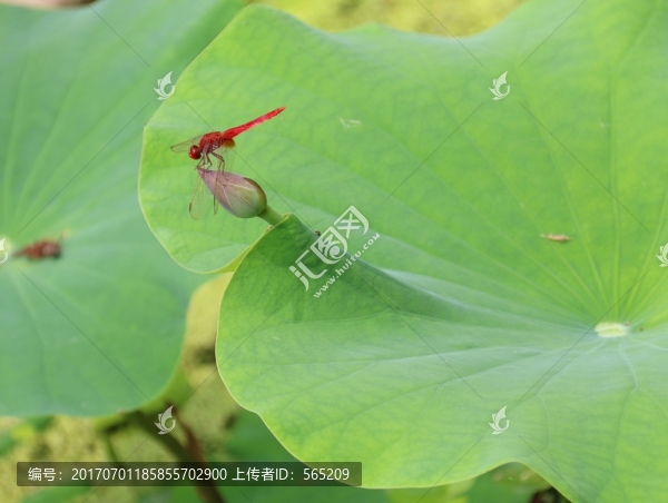 蜻蜓