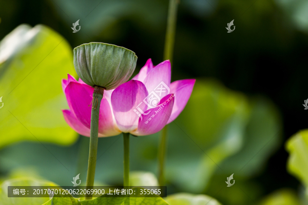 荷花