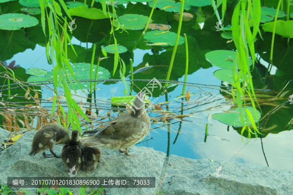 荷花池邊鴛鴦