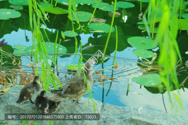 荷花池邊鴛鴦