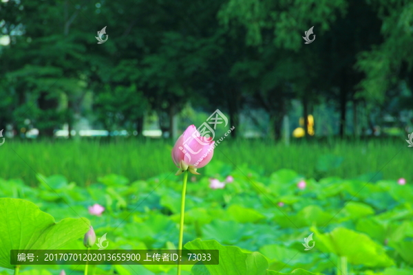荷花