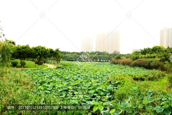 晉江綠洲公園