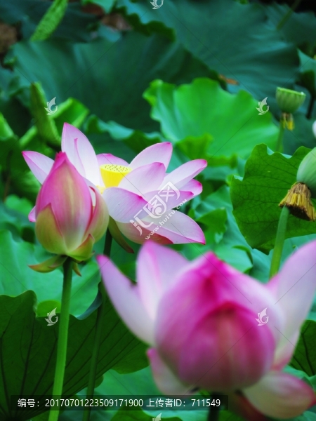荷花開(kāi)放