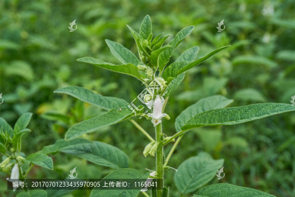 芝麻開花節(jié)節(jié)高
