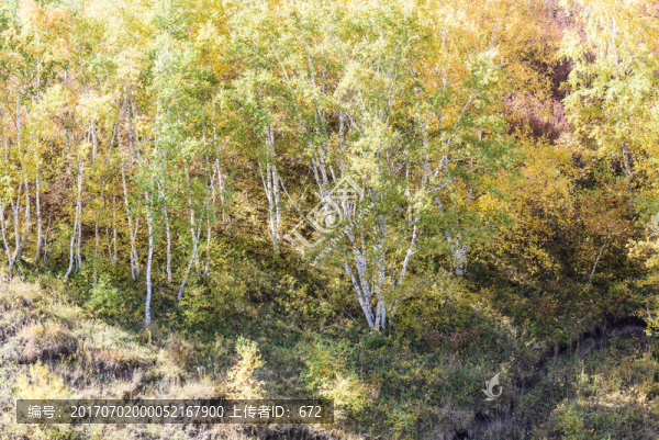 蛤蟆壩附近山丘秋景