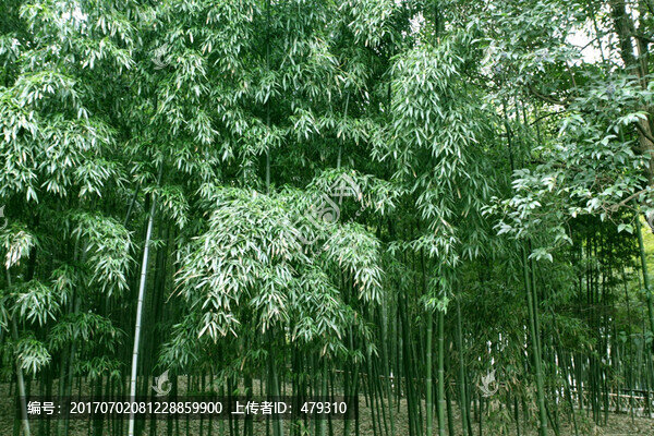 竹林,竹子,高清竹子