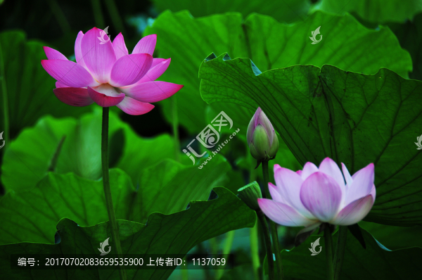 荷花