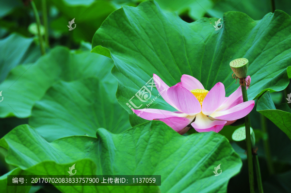 荷花