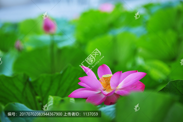 荷花