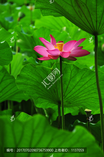荷花
