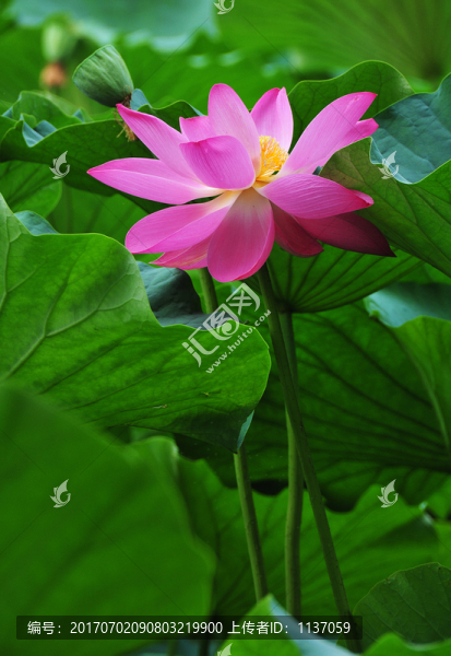 荷花