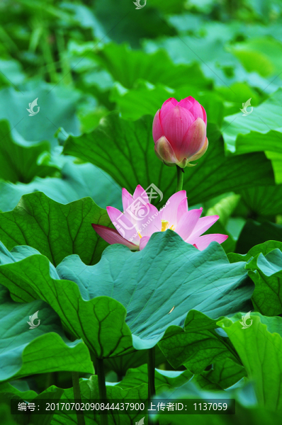 荷花
