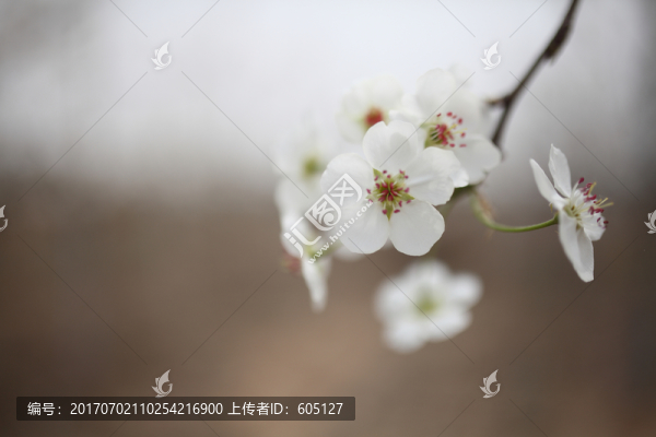 梨花