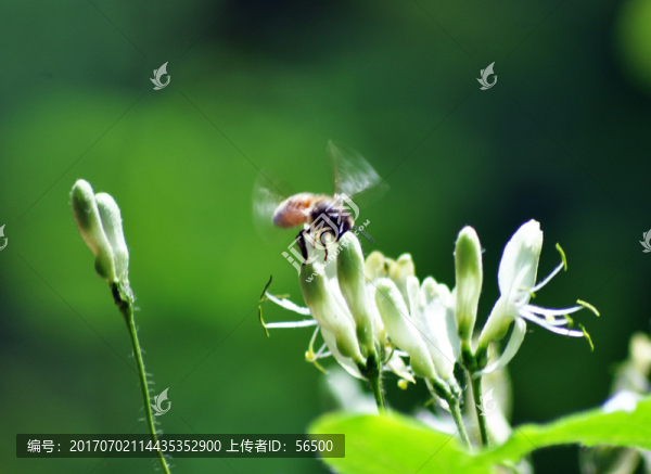 金銀花