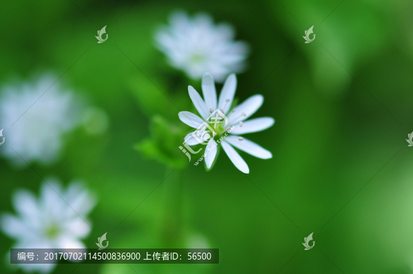 小白花