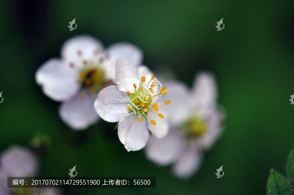 野白花
