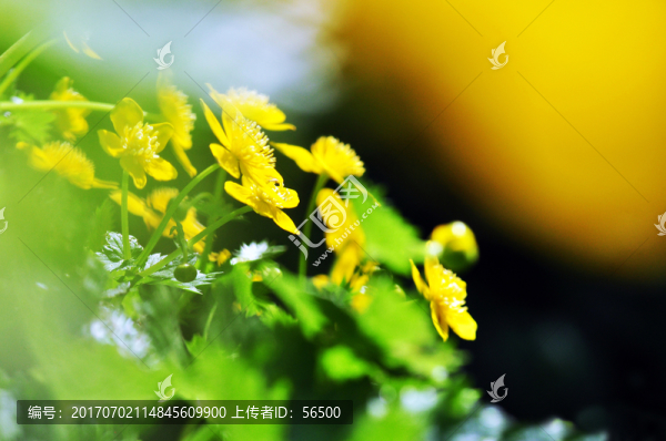 山花