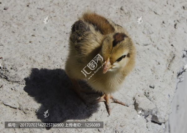 小雞