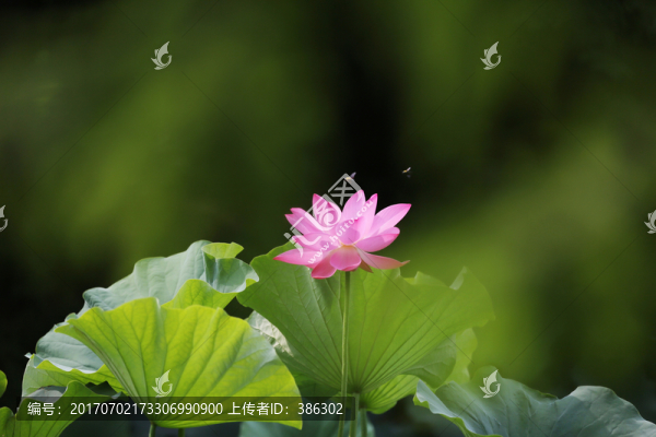 荷塘荷花