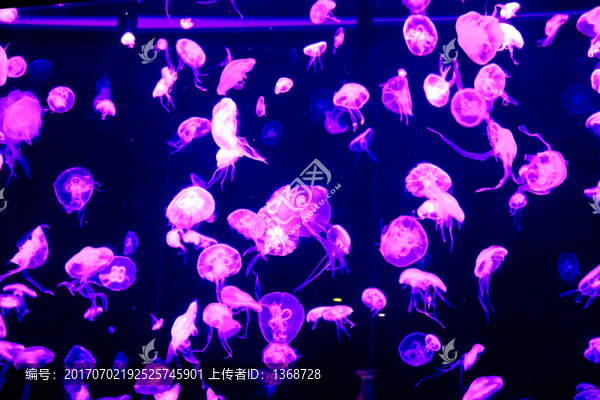 夢幻水母