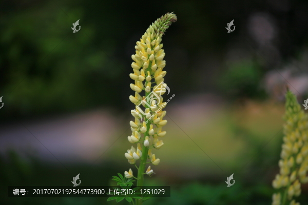 魯冰花