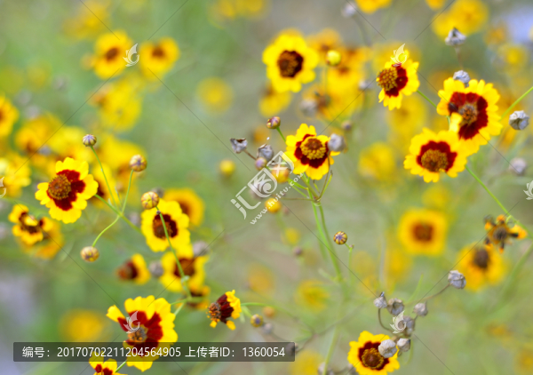 菊花,花卉