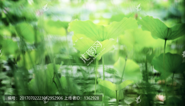 荷塘逸事
