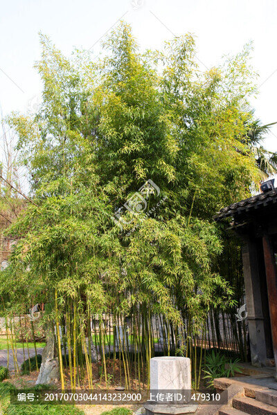 竹林,竹子