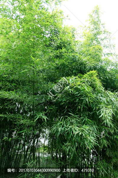 竹林,竹子,高清竹子