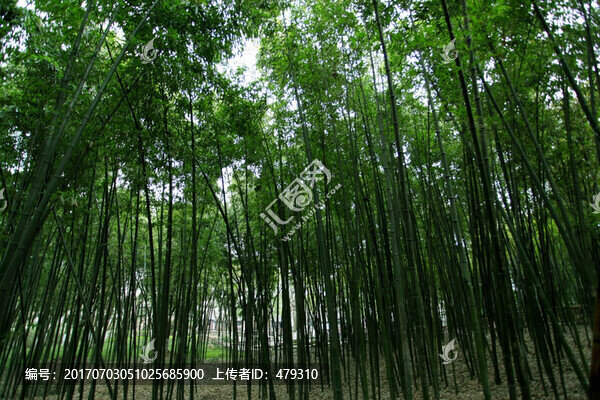竹林
