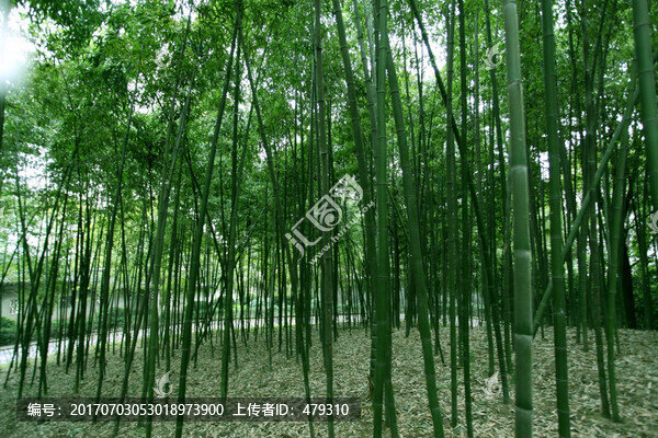 竹林,竹子