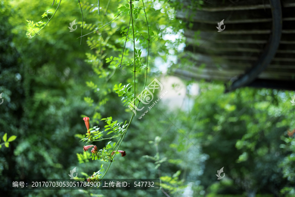 花卉