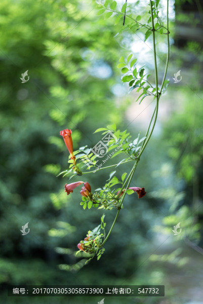 花卉