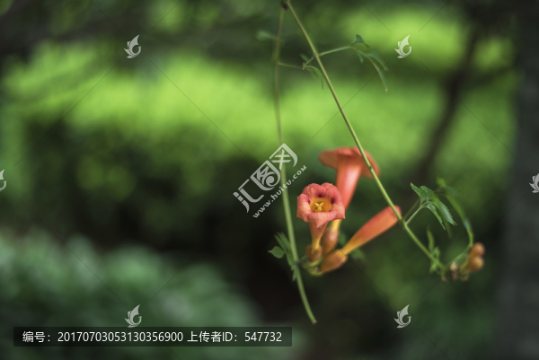 花卉
