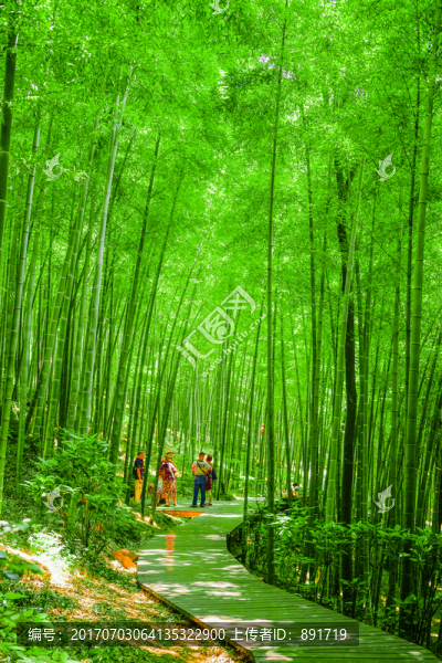 竹子,竹林,竹林小徑,高清大圖