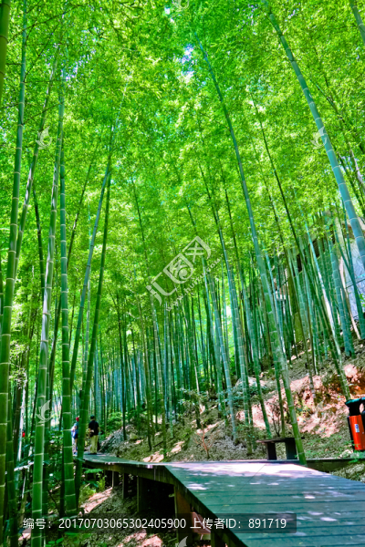 竹子,竹林,竹林小徑,高清大圖