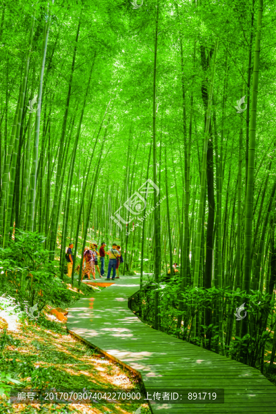竹林小徑,高清大圖