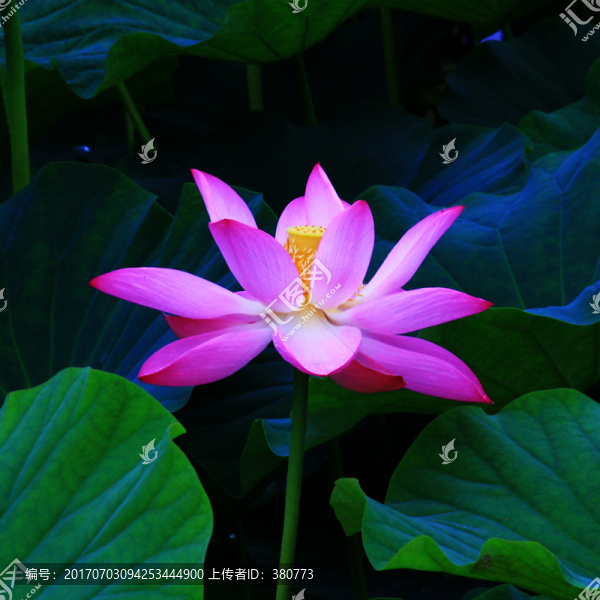荷花