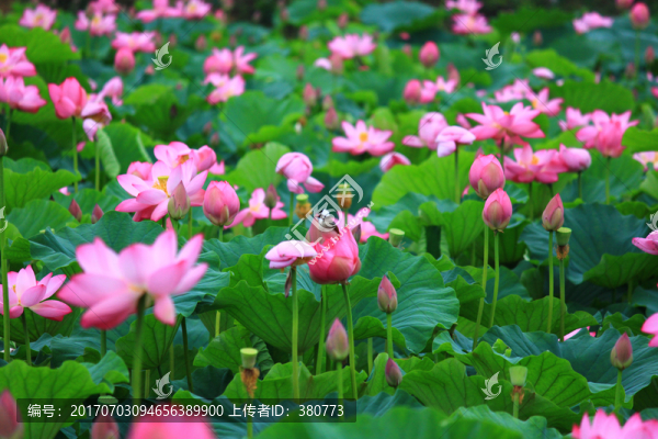 荷花