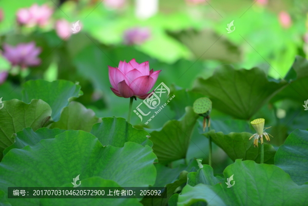 荷花
