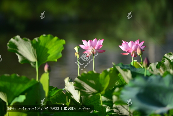荷花