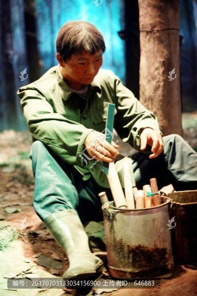 割膠,橡膠樹,采膠