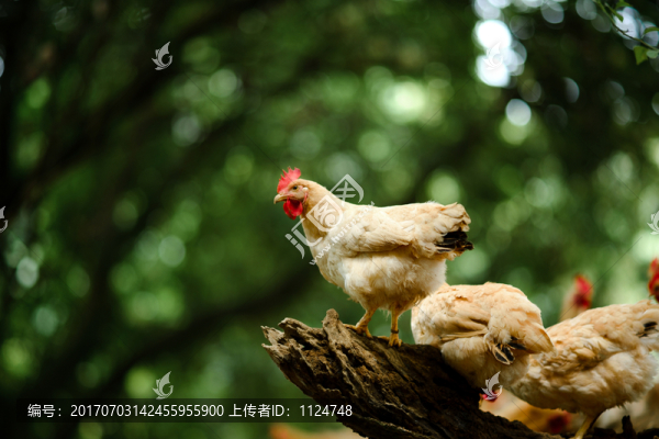 土雞