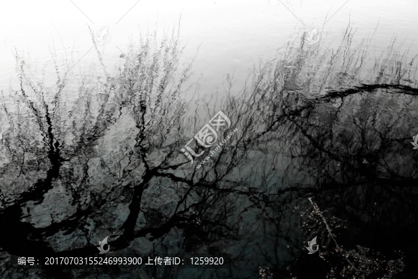 樹(shù)木倒影